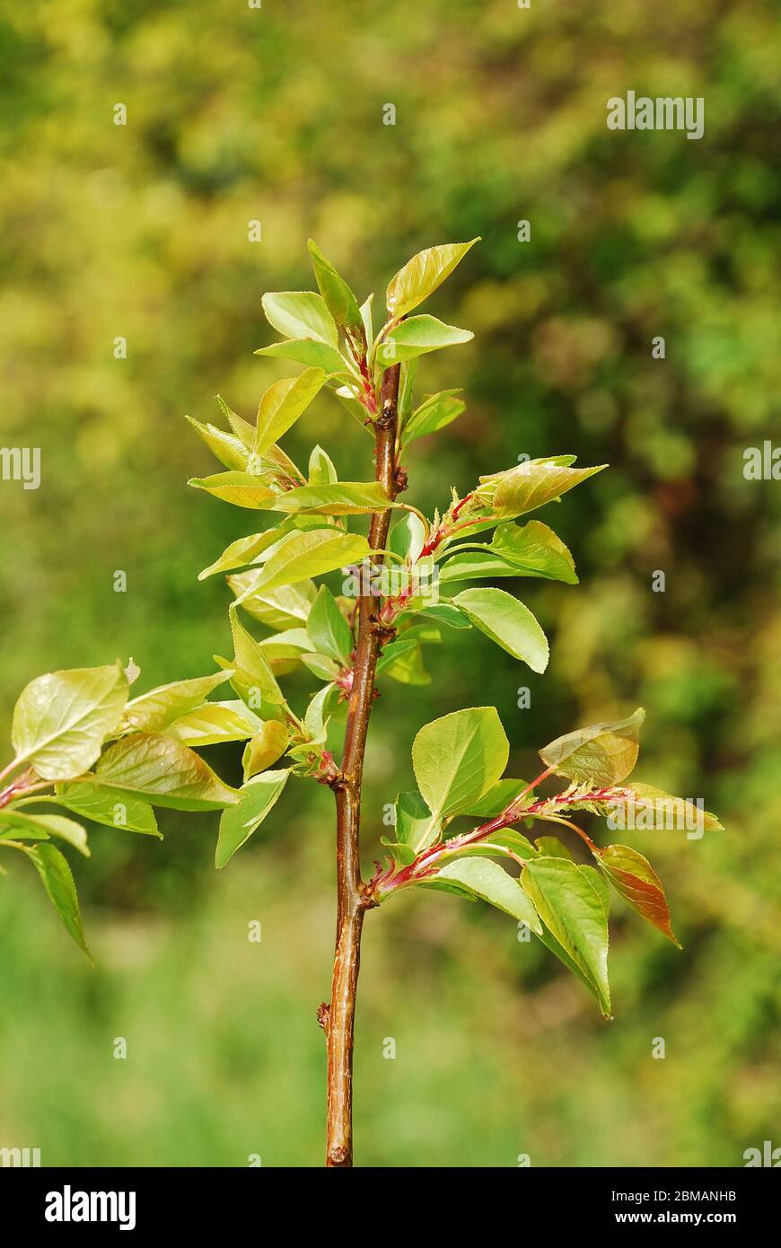 The Young Leaves Growing On An Apricot Tree Variety Tyrinthos In Spring Mid April Stock Photo Alamy