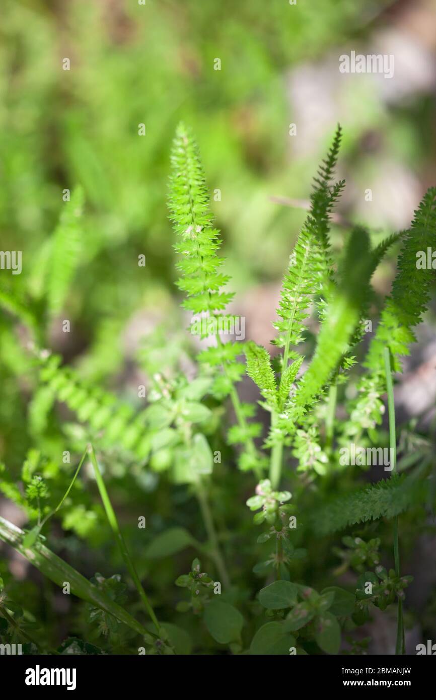 Close up fresh green grass texture background Stock Photo - Alamy