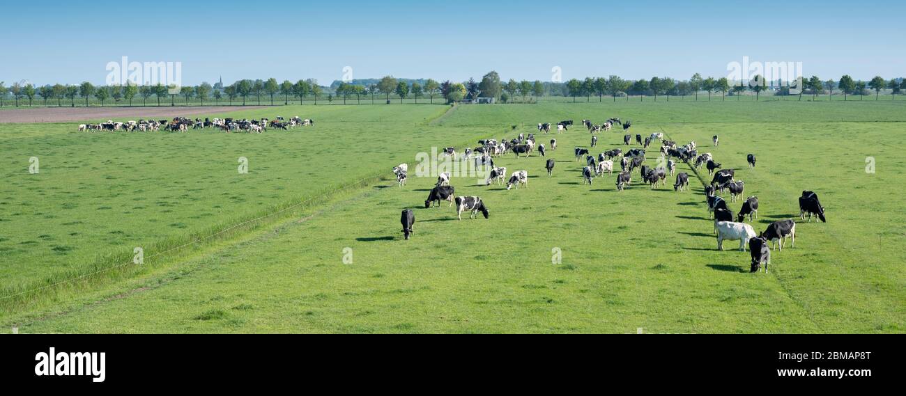 Domestic holstein cattle grazing in hi-res stock photography and images ...