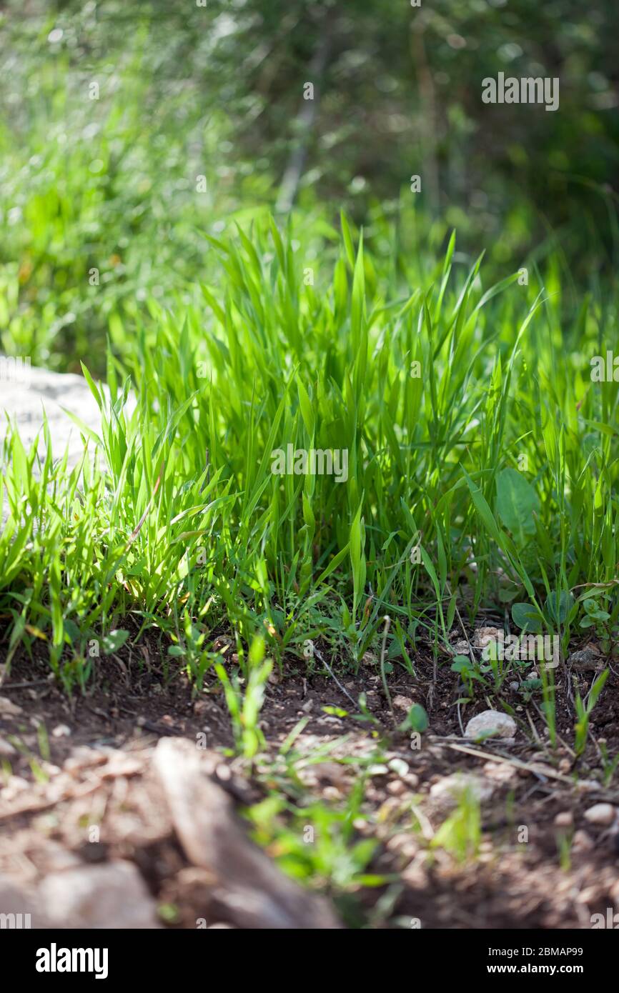 Close up fresh green grass texture background Stock Photo - Alamy