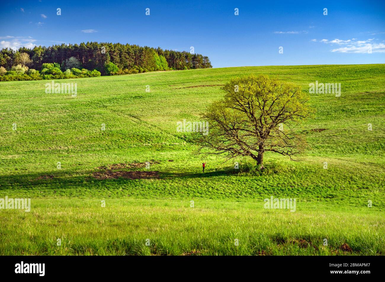 Oak tree on green spring meadow, wallpaper of wild nature Stock Photo ...