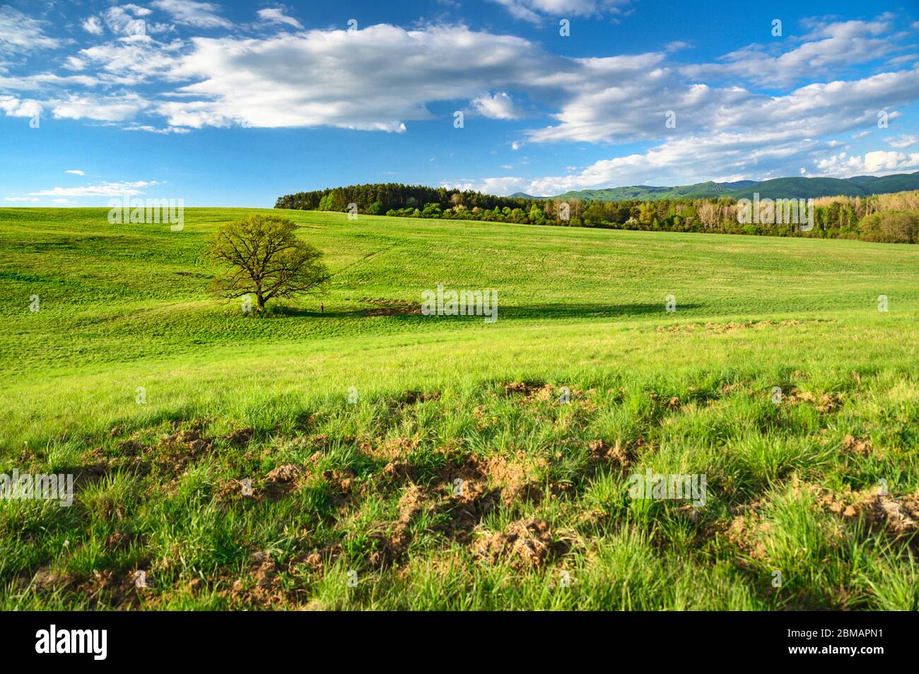 Oak tree on green spring meadow, wallpaper of wild nature Stock Photo ...