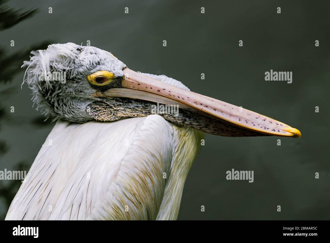 Bird sitting near water in park with eye contact Stock Photo