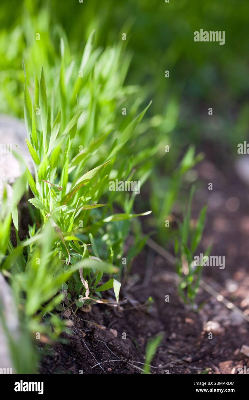 Close up fresh green grass texture background Stock Photo - Alamy