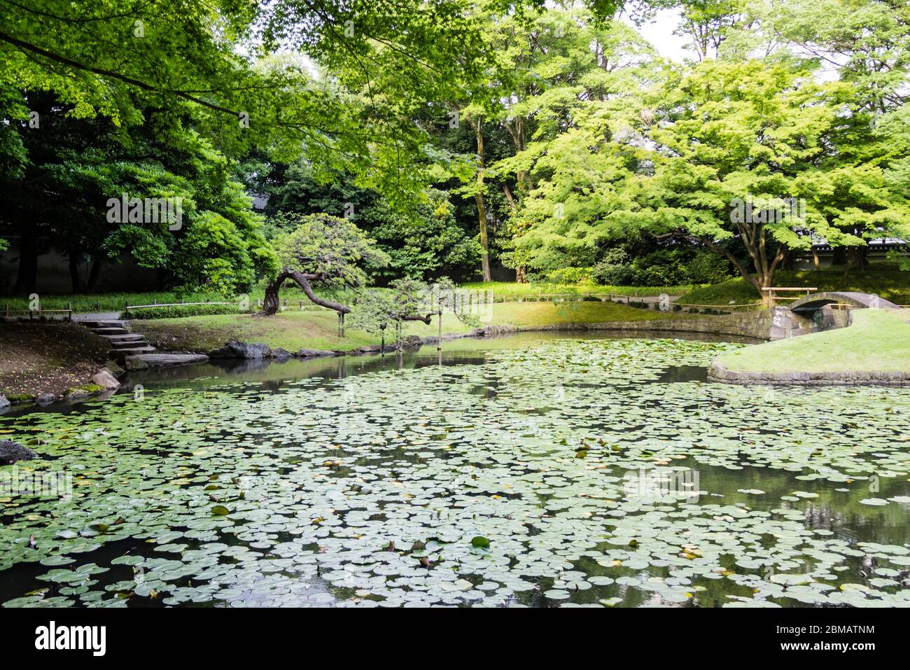Floating Leaves on Pond of Koishikawa Korakuen Gardens Stock Photo