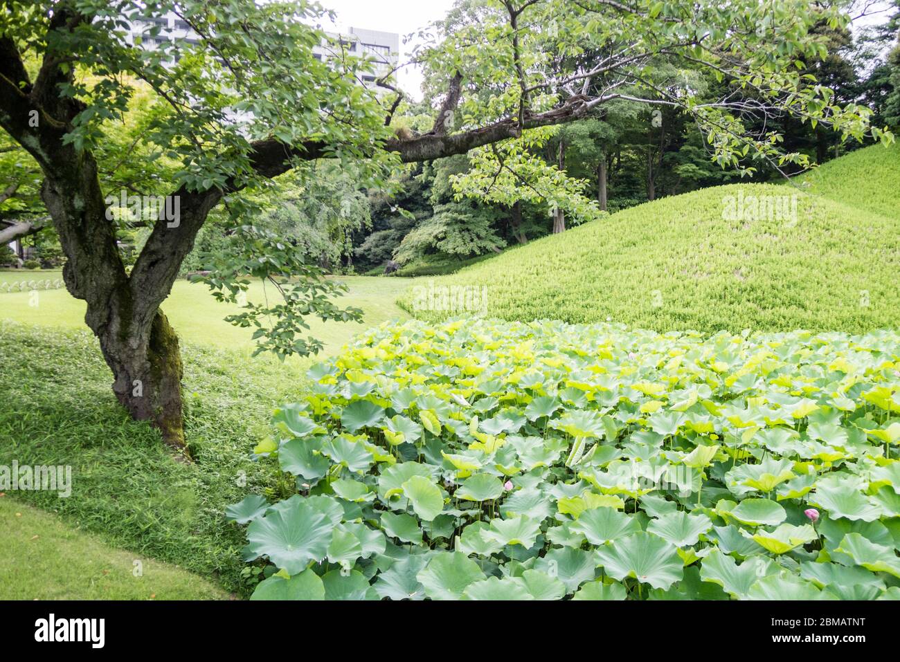 Green Leaves and Lawn of Koishikawa Korakuen Gardens Stock Photo