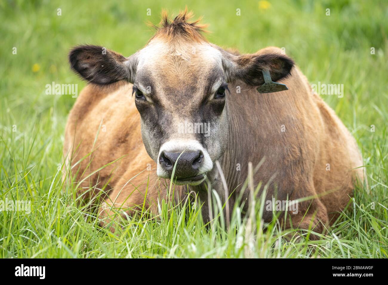 Jersey cow eating hi-res stock photography and images - Alamy