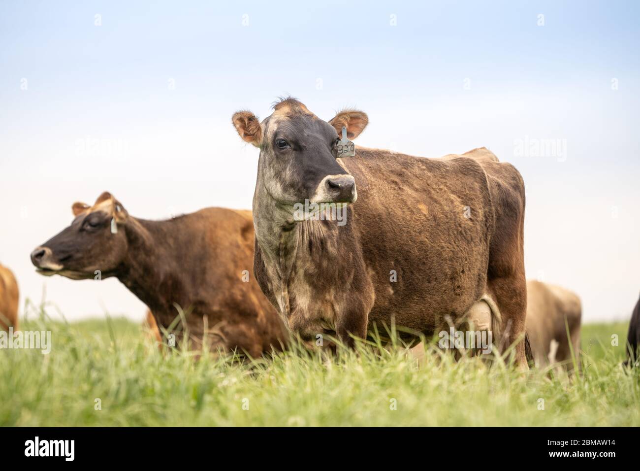 Jersey cow grazing hi-res stock photography and images - Alamy