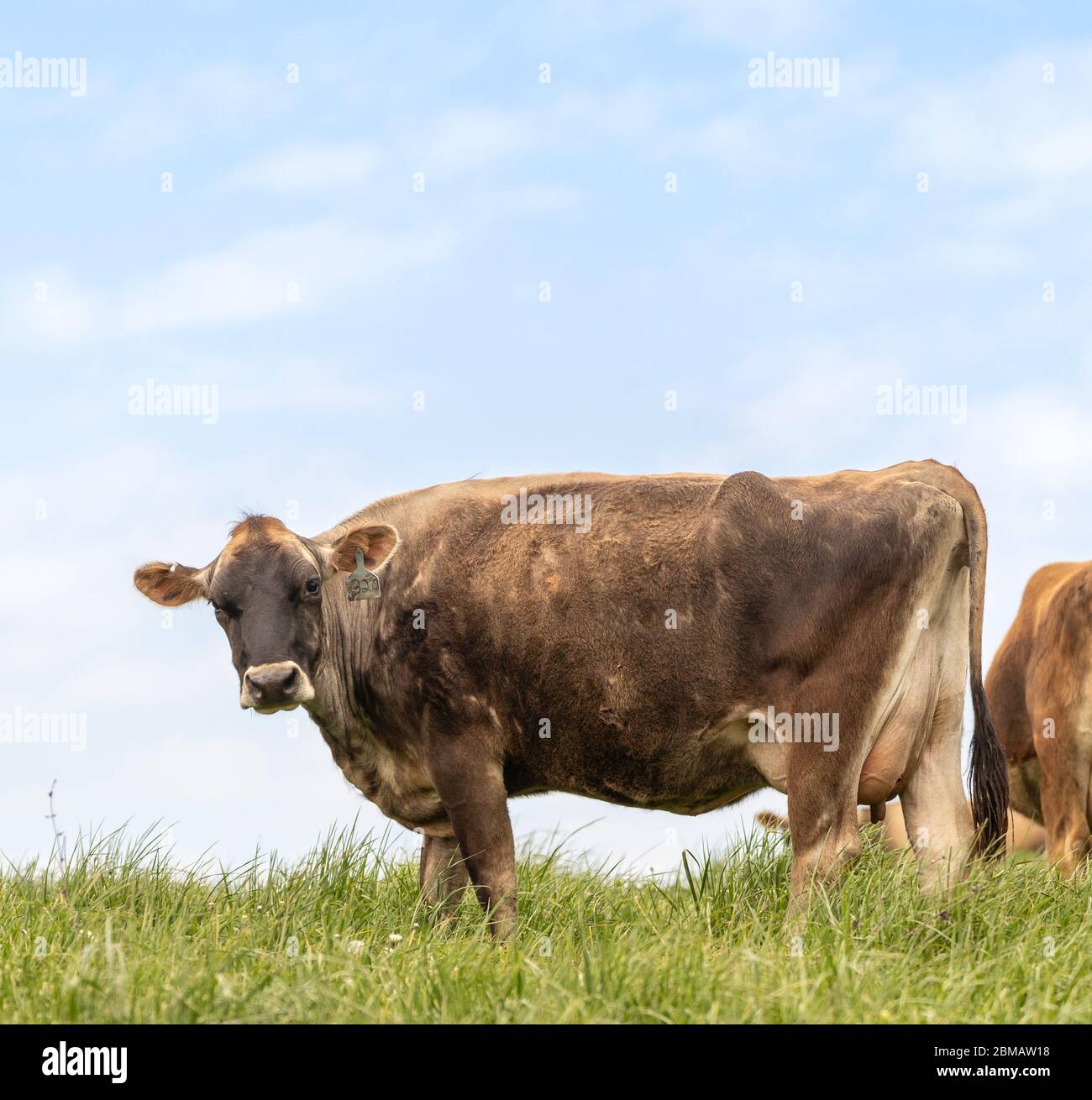 Cattle grazing field hillside hi-res stock photography and images - Alamy