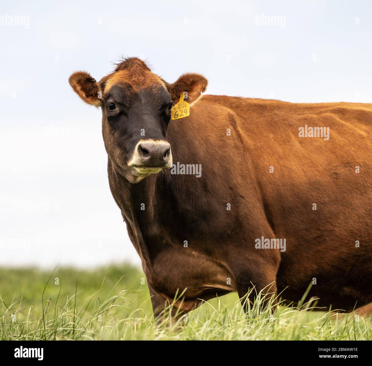 Jersey cow eating hires stock photography and images Alamy