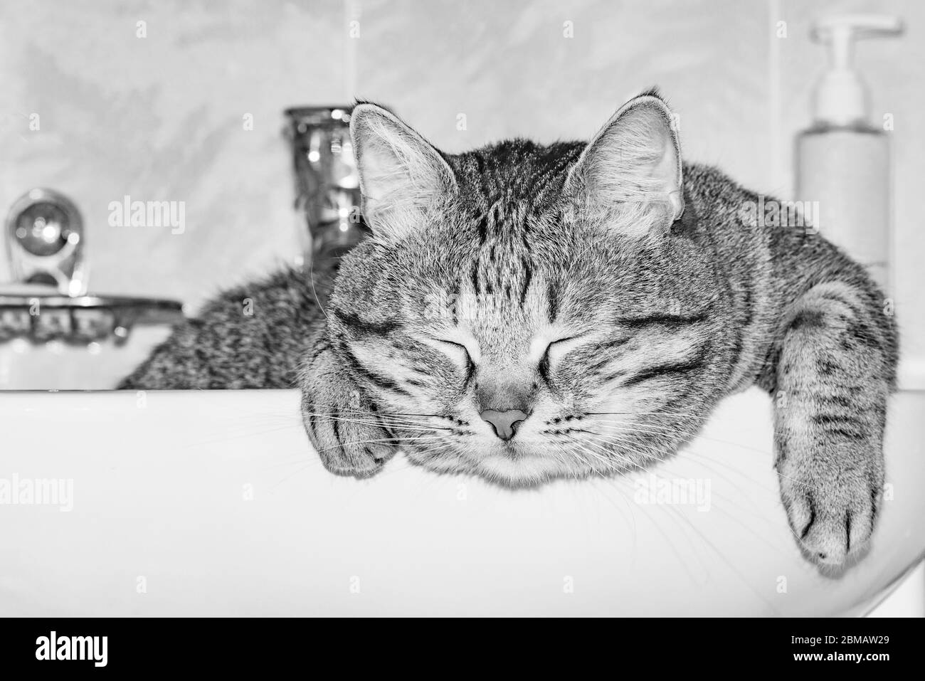 Cat sleep sink hires stock photography and images Alamy