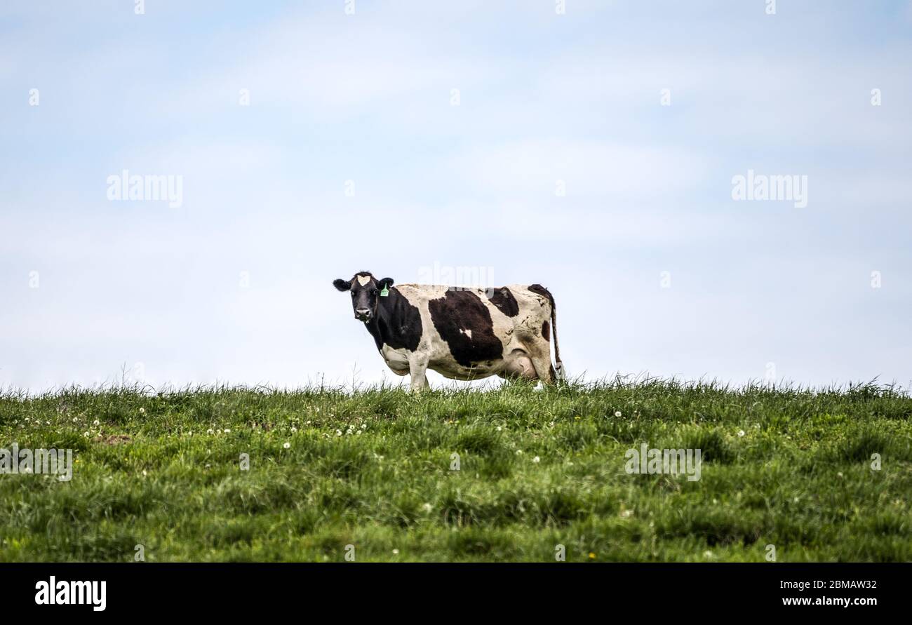 Holstein cow stands in field grazing on warm spring afternoon Stock Photo