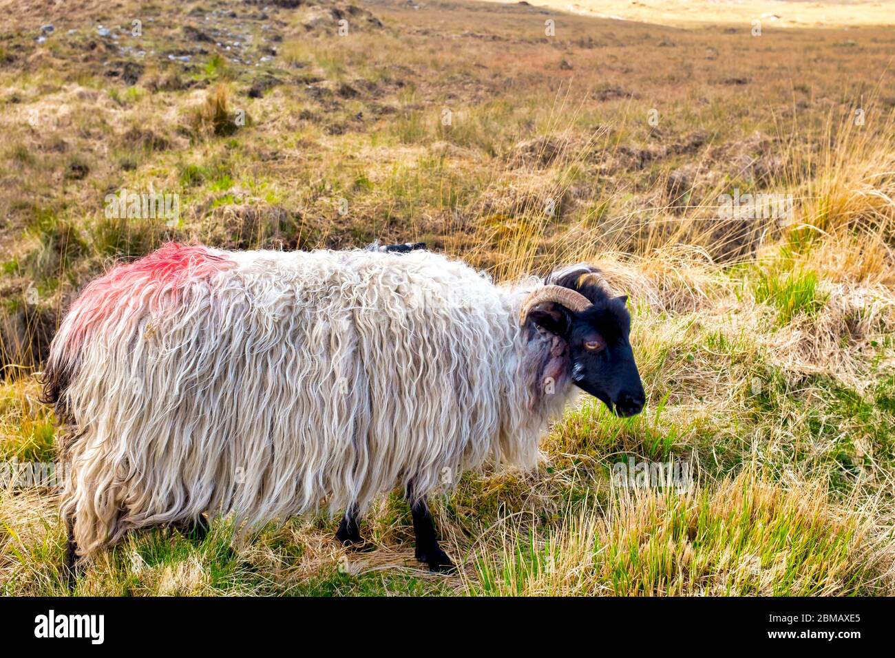 Lanark Scottish Blackface sheep (Ovis aries) near Cloonacartan, County Galway, Ireland Stock Photo