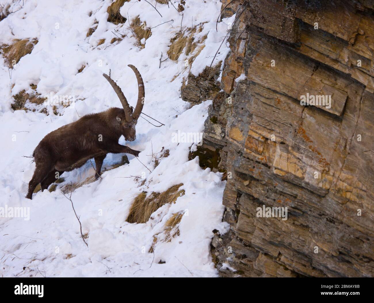ALPINE IBEX Capra ibex, Gran Paradiso National Park, Valnontey, Aosta Valley, Alps, Italy, Europe Stock Photo
