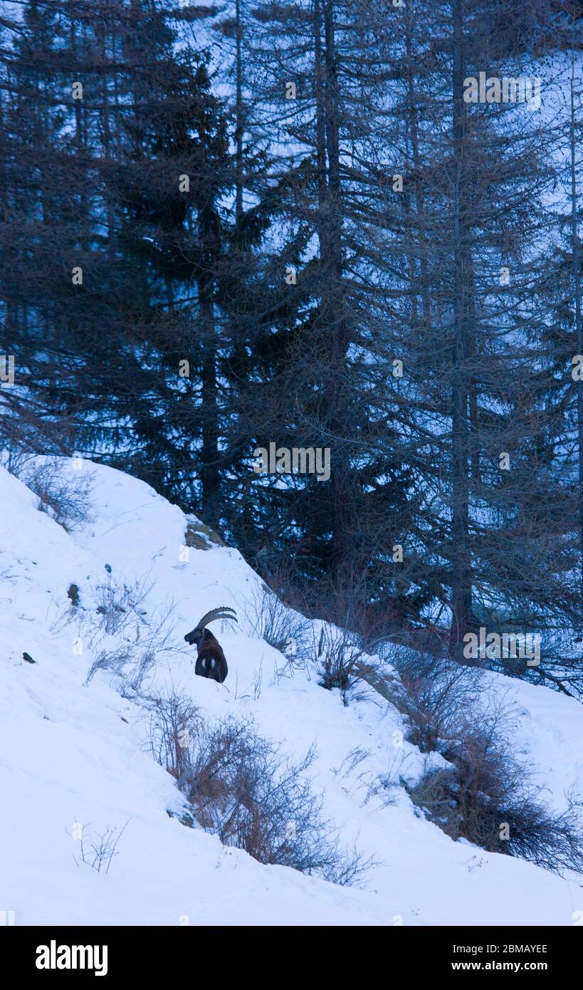 ALPINE IBEX Capra ibex, Gran Paradiso National Park, Valnontey, Aosta Valley, Alps, Italy, Europe Stock Photo