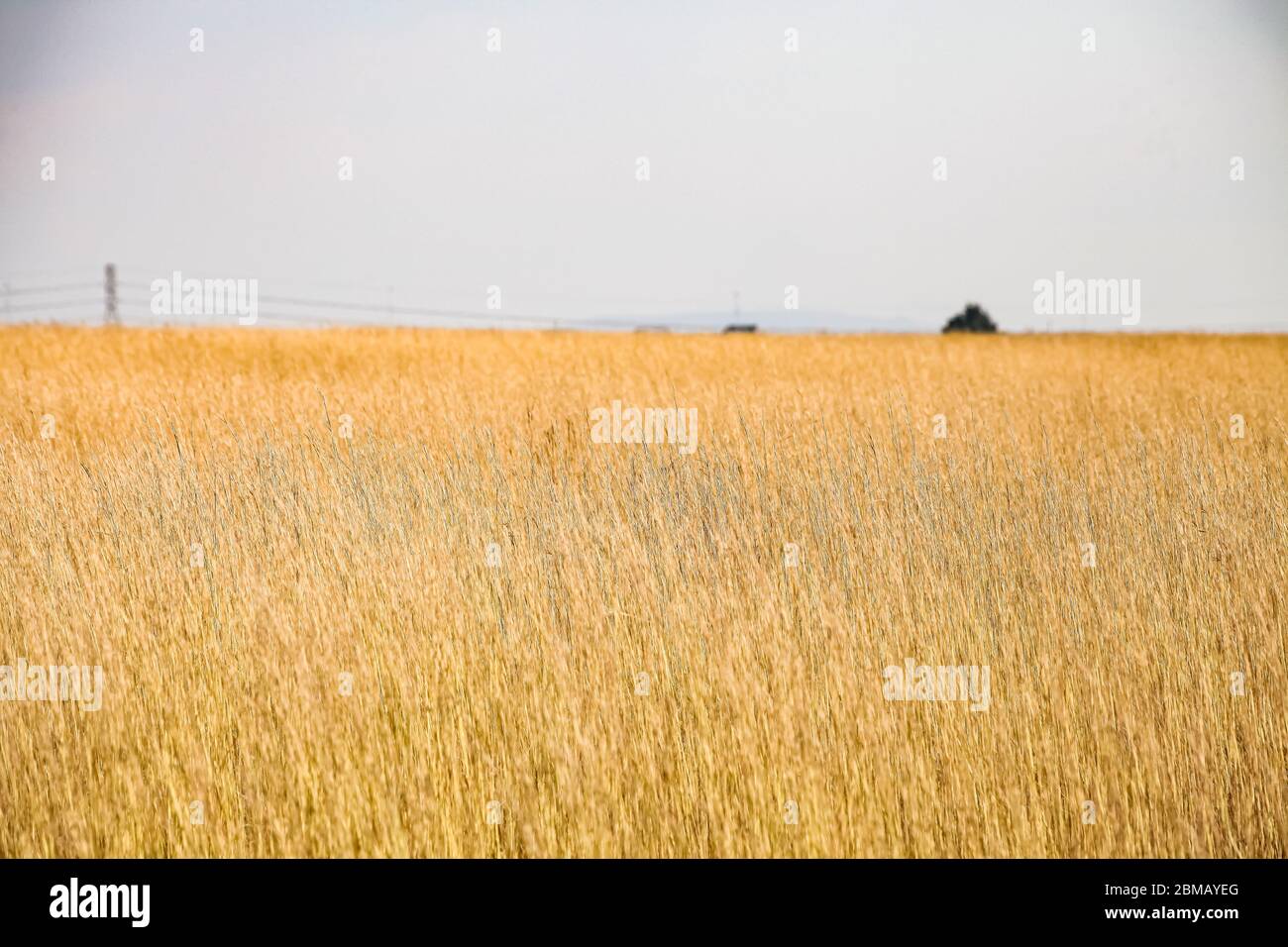 Wide Angle of dry brown wild grass in rural area of South Africa's Highveld region Stock Photo