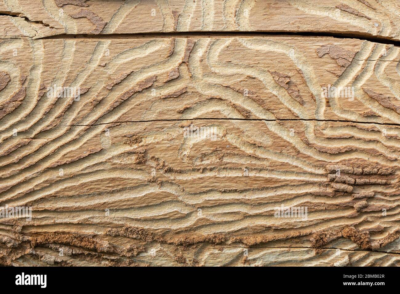 Pattern on tree trunk log. tunnels of bark beetle form bizarre pattern under bark. Stock Photo