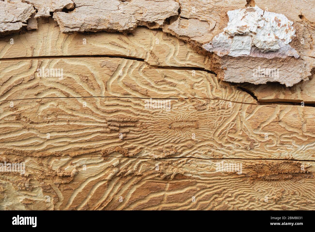 close up of traces of pests on tree bark. Tree bark pitted by bark beetle Stock Photo
