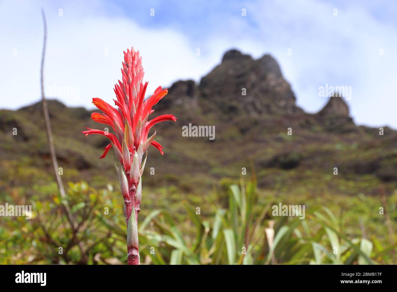 Bromeliad plant in Guadeloupe - Pitcairnia bifrons species. La Soufriere volcano in background. Stock Photo