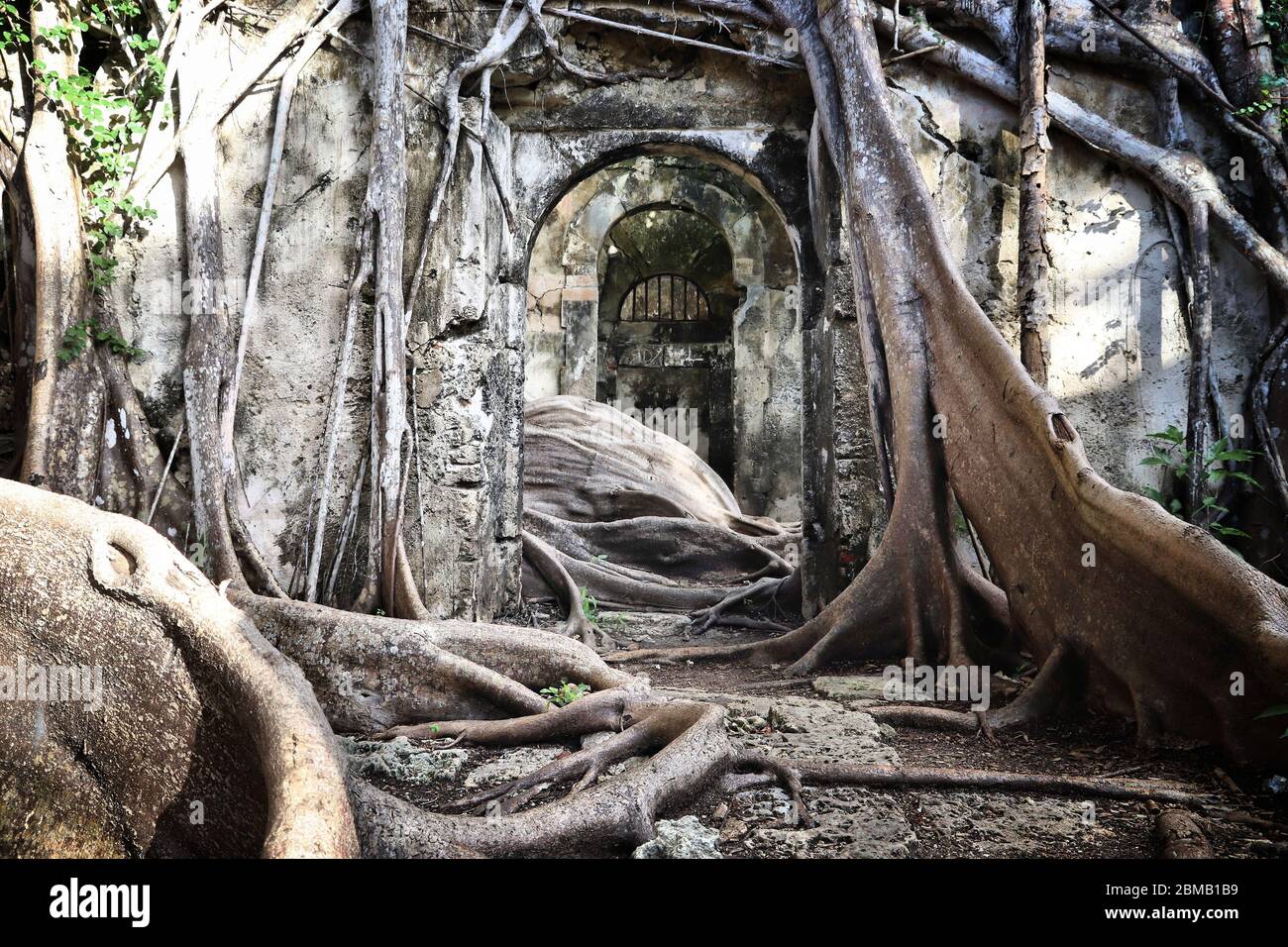 Guadeloupe landmark abandoned slavery prison overgrown with fig trees