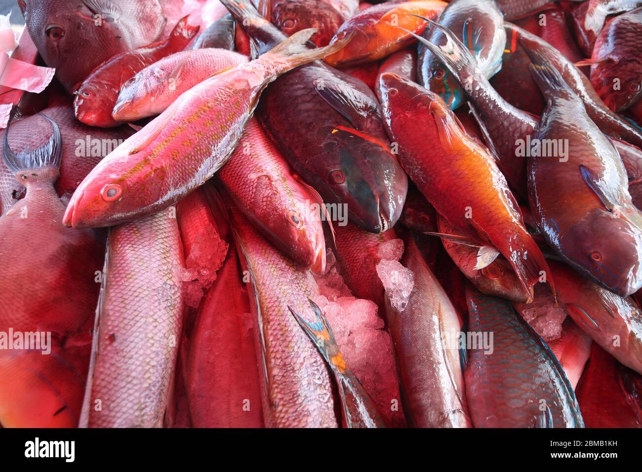 Guadeloupe fish market in Pointe a Pitre, biggest city of Guadeloupe
