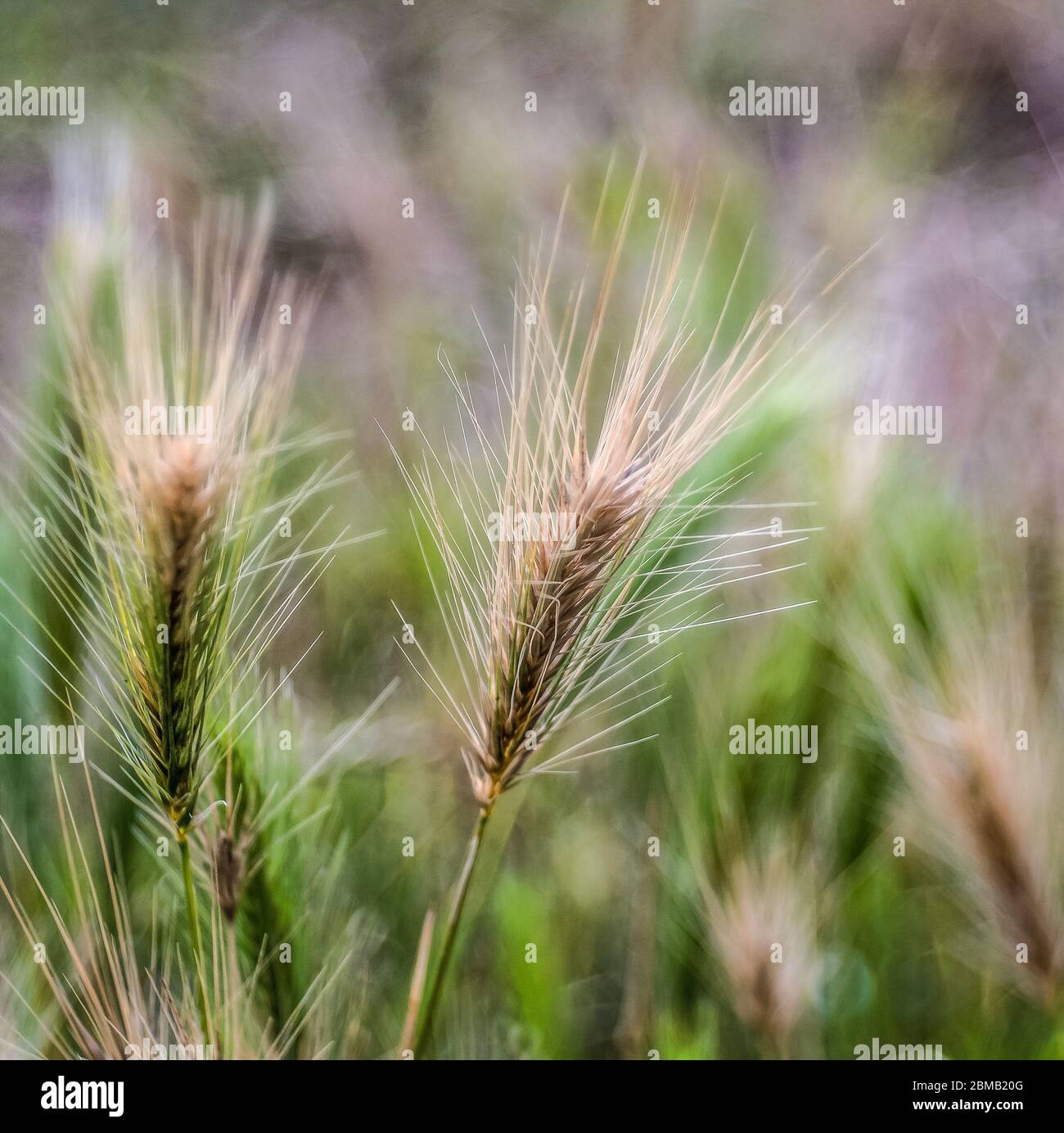 ears of Barley (Hordeum vulgare) - Close - up. Selective focus Stock Photo