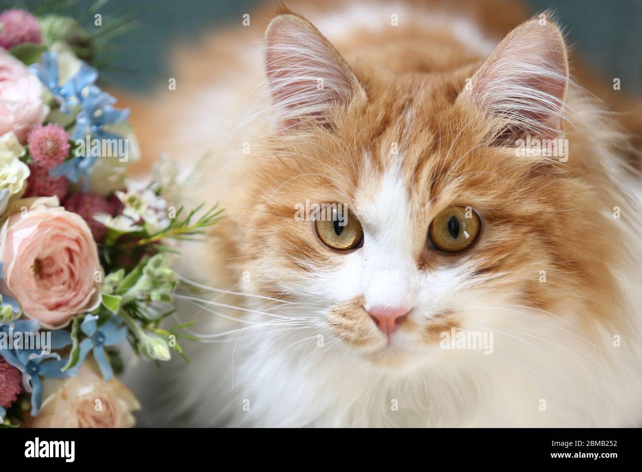 kitten with wedding rings. White and ginger cat sitting on a green ...