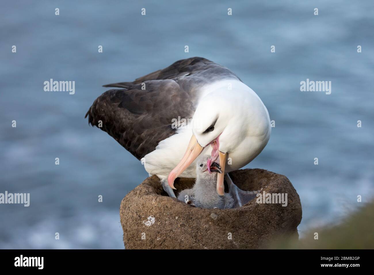 Black Browed Albatross; Thalassarche melanophris; Adult Attempting to Feed Chick, Chick Should have Beak above Tongue; Falkland Islands Stock Photo