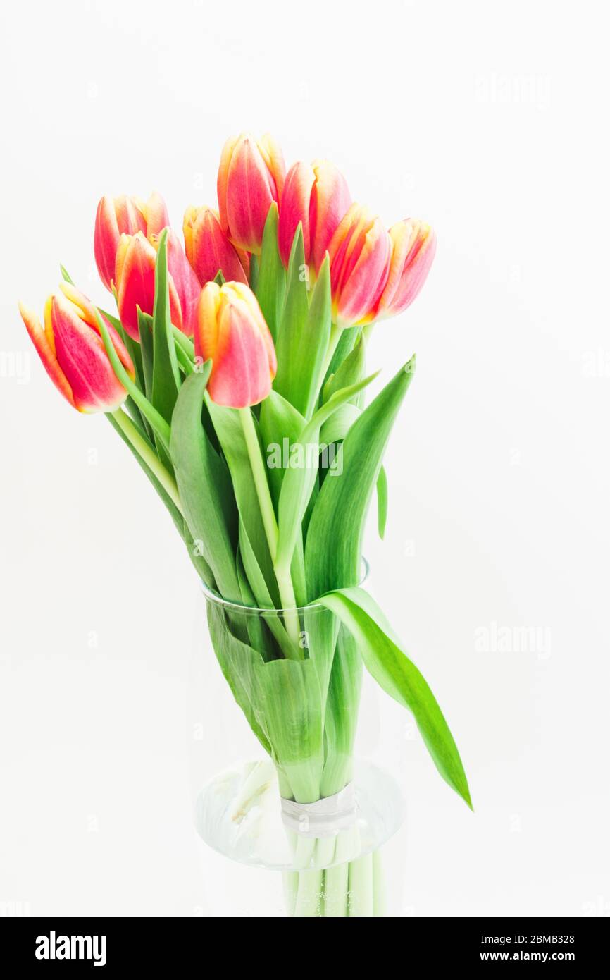 Bouquet of pink tulips flowers in glass vase on white background ...