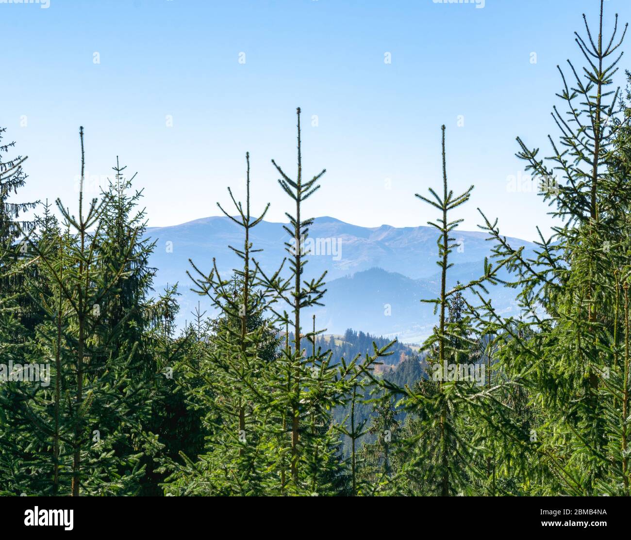 Beautiful pine trees on background high mountains. Carpathians Stock ...