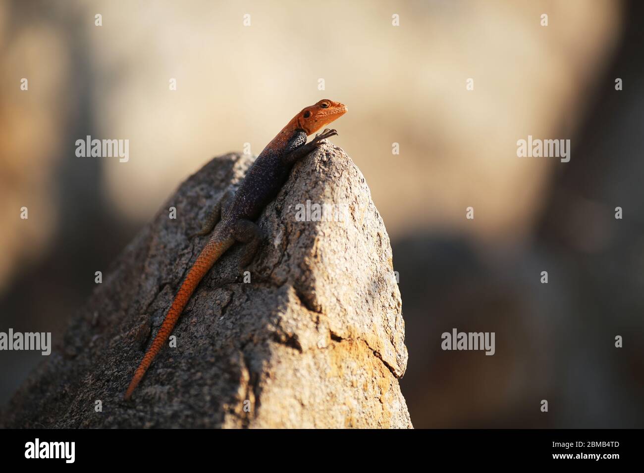 A male Namib rock agama (Agama planiceps) in the sun. Northern Namibia. Stock Photo
