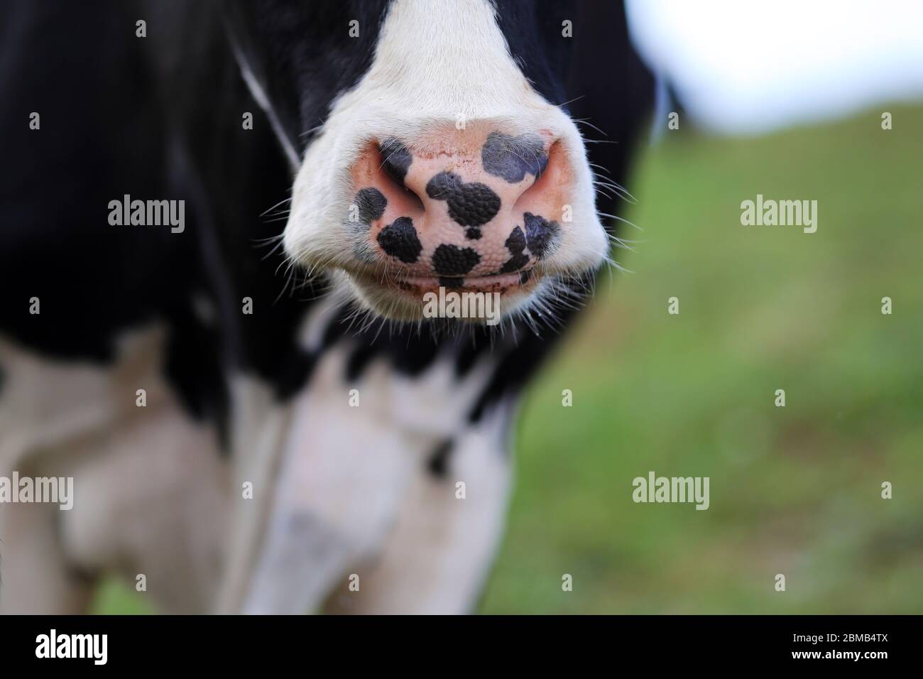 A pigmented cow's nose. São Miguel Island, Azores, Portugal Stock Photo