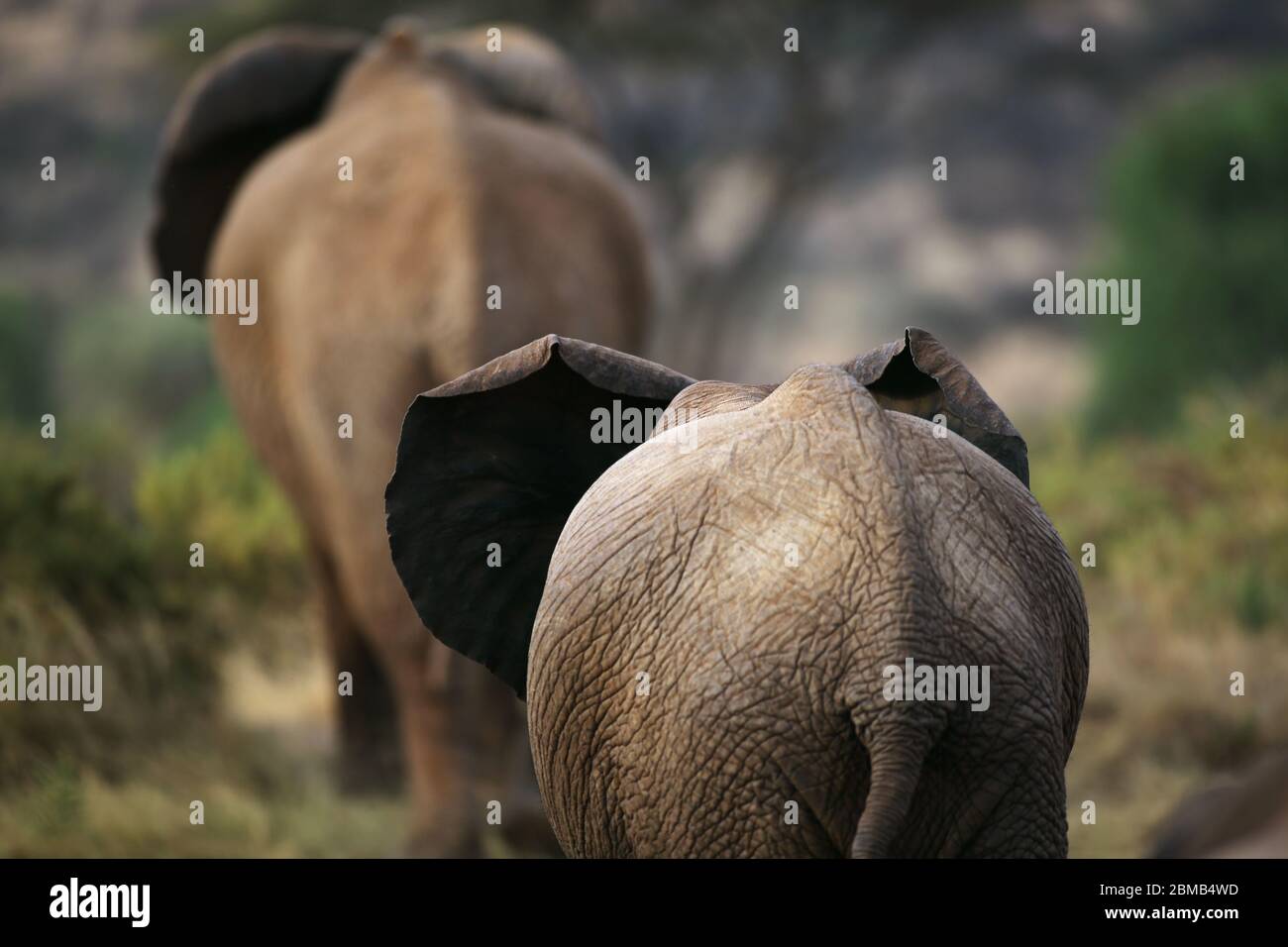 Two elephants in Samburu National Reserve, Kenya. Stock Photo