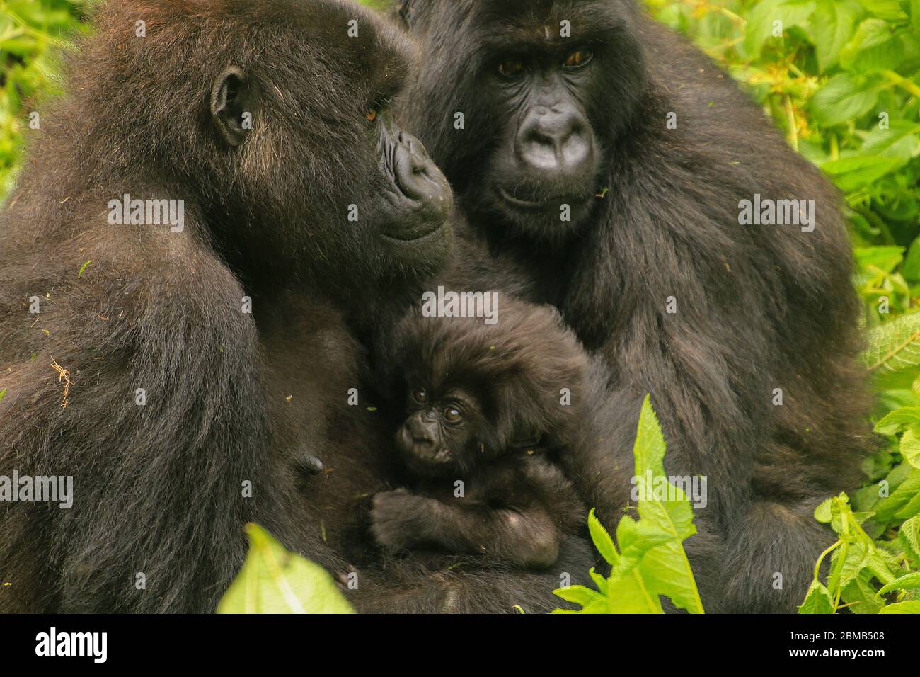 Rwanda, Volcanoes National Park (Parc National des Volcans) mountain gorilla (Gorilla beringei beringei) family with baby Stock Photo
