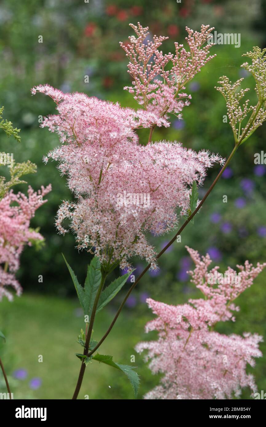 filipendula rubra, meadowsweet 'Venusta' Stock Photo