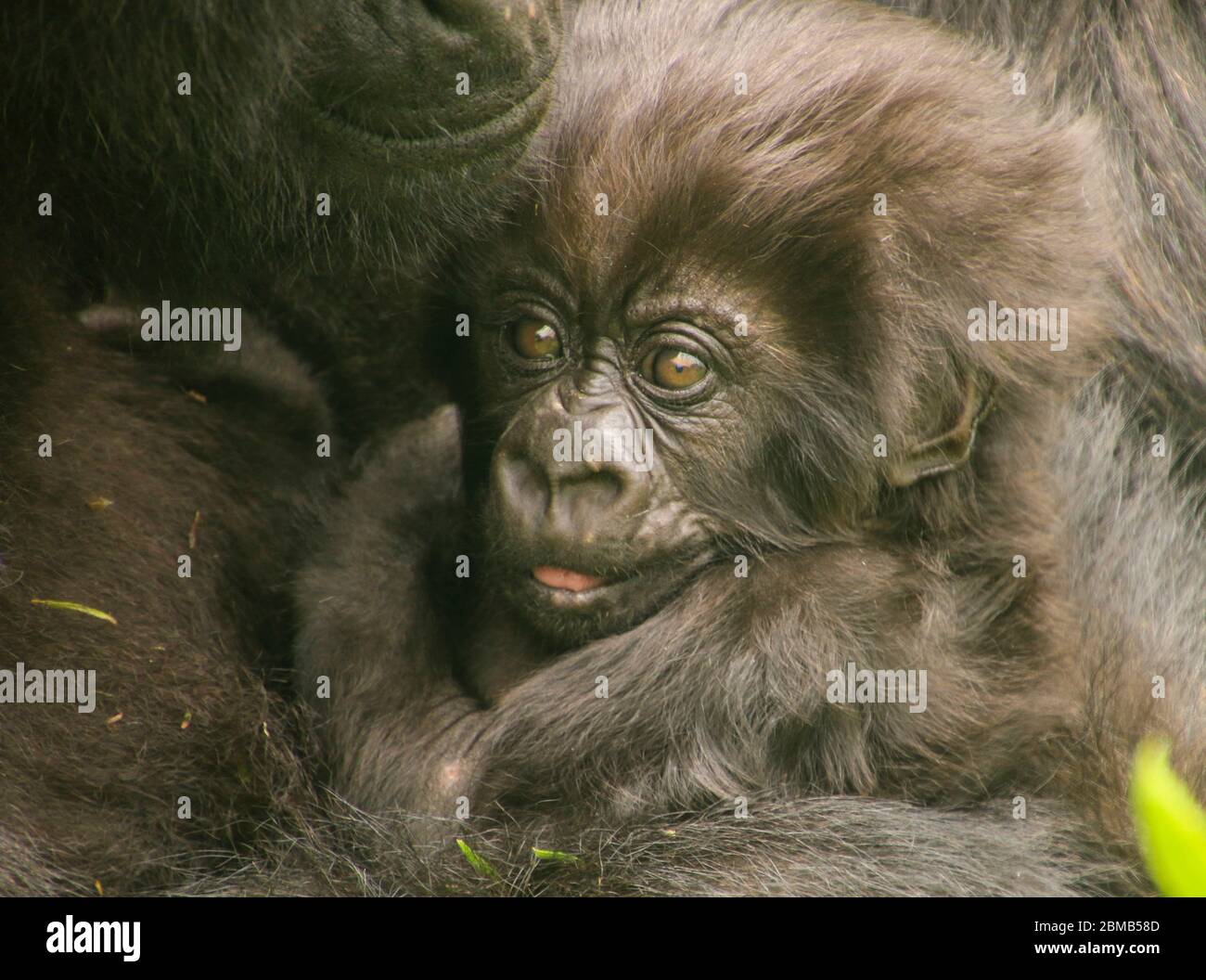 Gorilla Baby Hair High Resolution Stock Photography And Images Alamy
