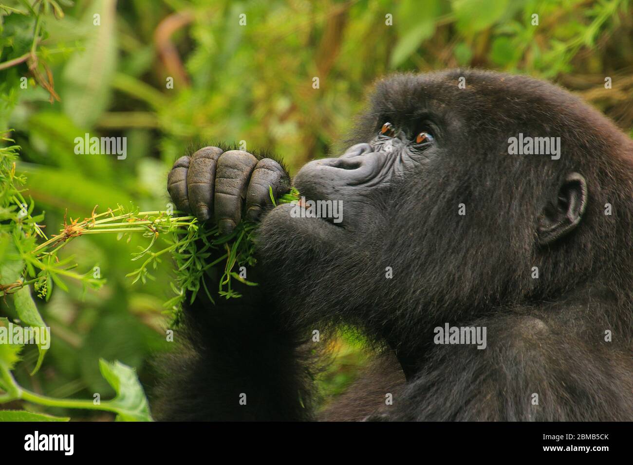 Female mountain gorilla (Gorilla beringei beringei) in the foliage. Photographed at Volcanoes National Park (Parc National des Volcans), Rwanda Stock Photo