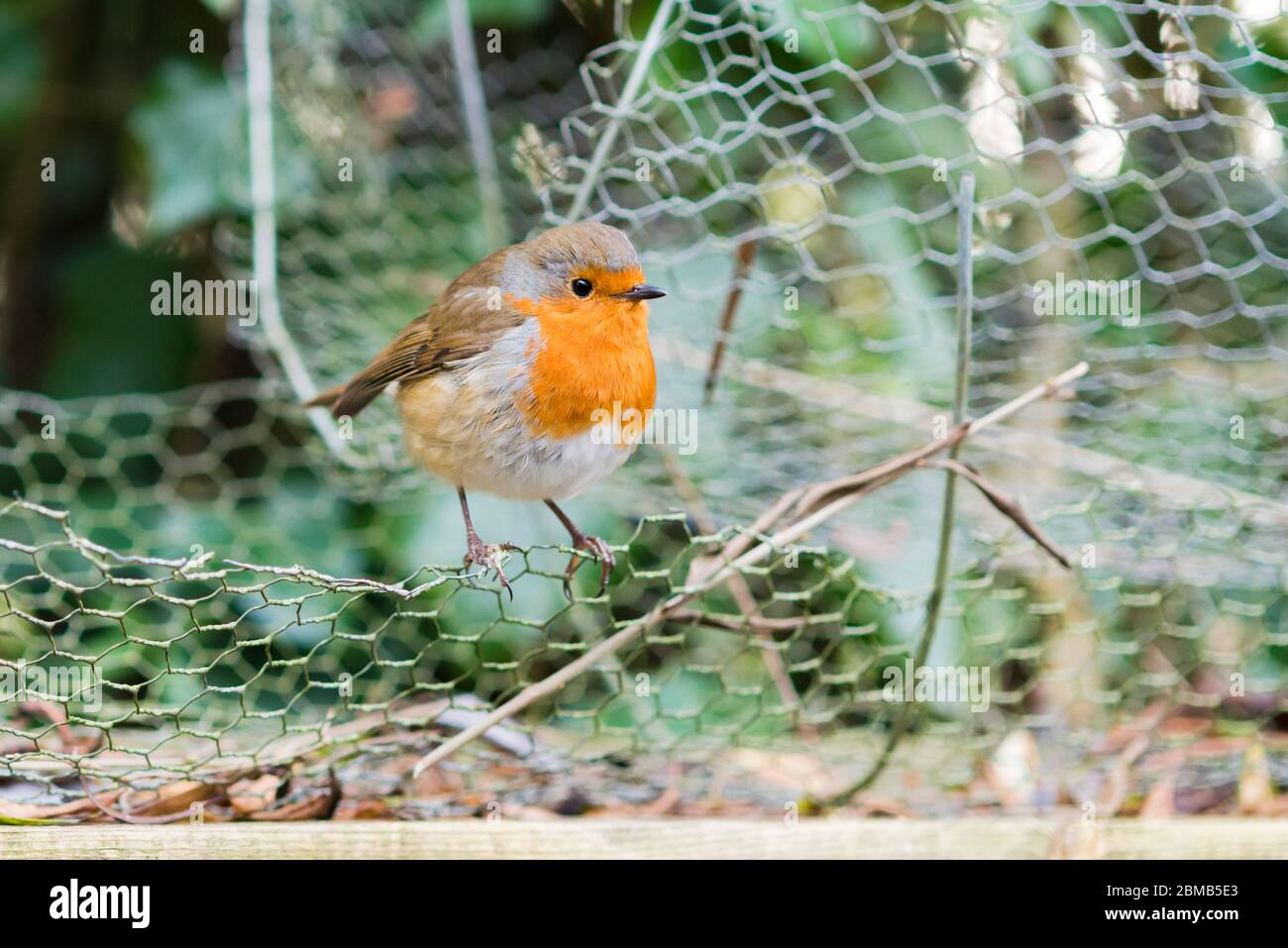 Robins In England English robin hi-res stock photography and images - Alamy
