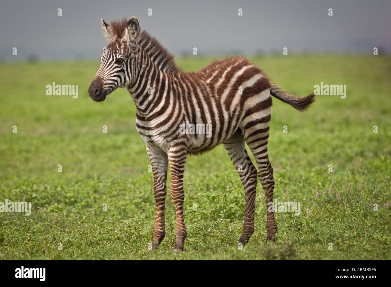 Grassland animals hi-res stock photography and images - Alamy