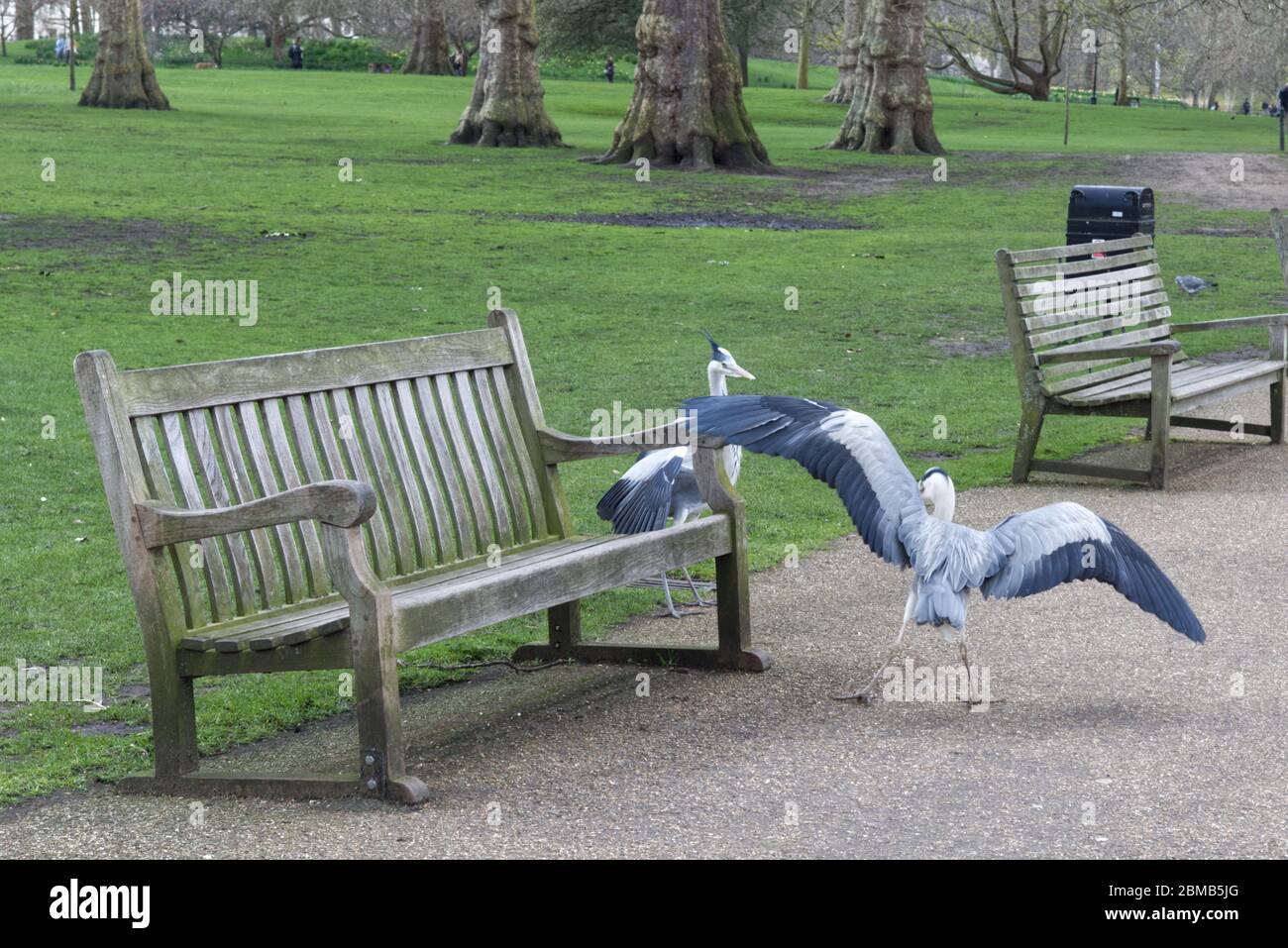 Herons in St James park London Stock Photo