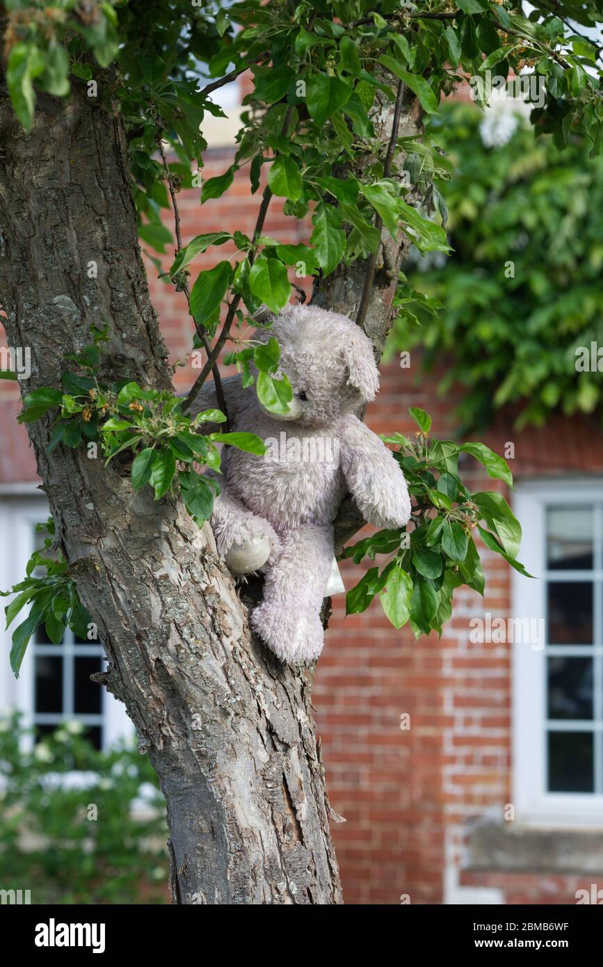 Teddy bear in a tree in support of the NHS covid 19 outbreak Stock Photo