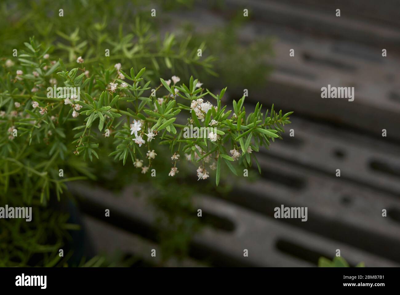 Asparagus densiflorus in bloom Stock Photo Alamy