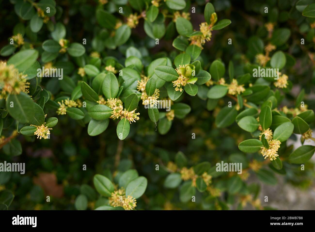 Buxus sempervirens in bloom Stock Photo - Alamy