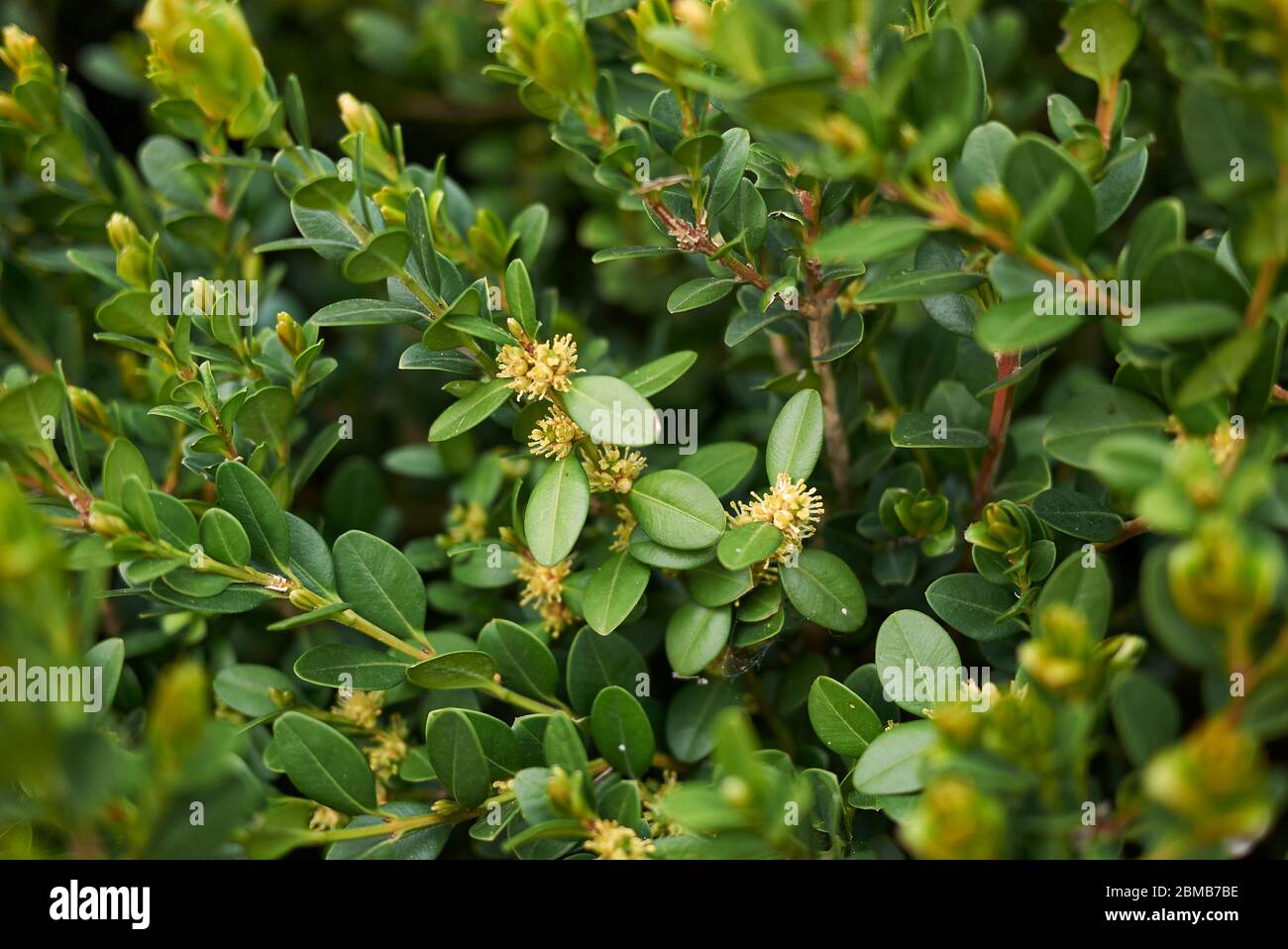 Buxus sempervirens in bloom Stock Photo - Alamy