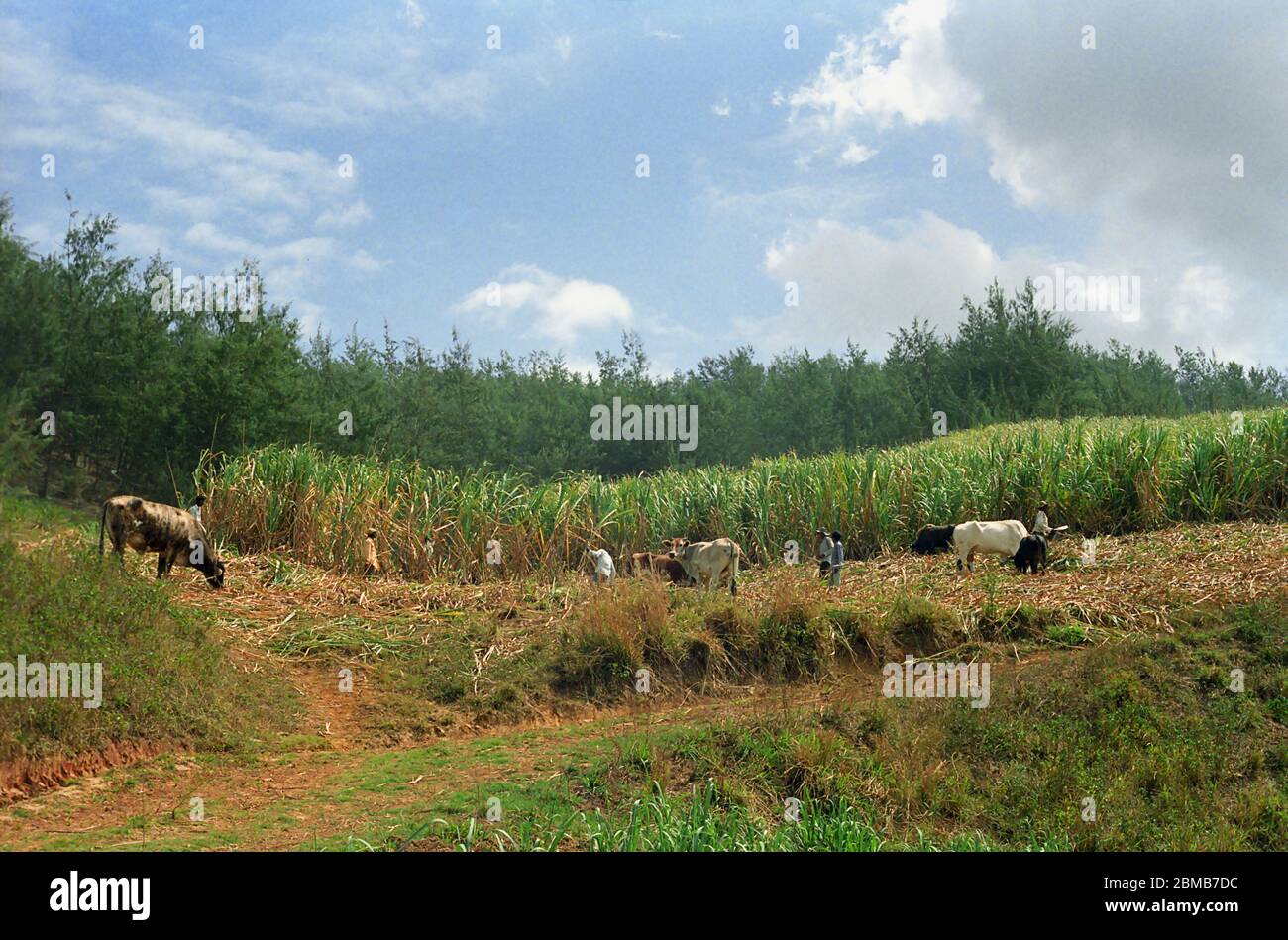 Sugarcane harvest, Momi Bay, Viti Levu, Fiji Stock Photo