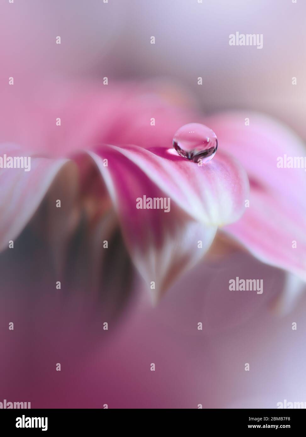 Beautiful Nature Background.Floral Art Design.Abstract Macro Photography.Daisy Flower.Violet Background.Creative Artistic Wallpaper.Tranquil,spa,drop. Stock Photo
