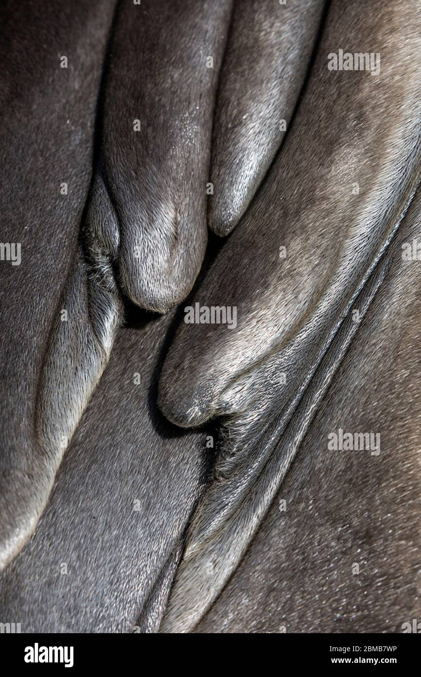 Southern Elephant Seal; Mirounga leonina; Flipper Detail; Falklands Stock Photo