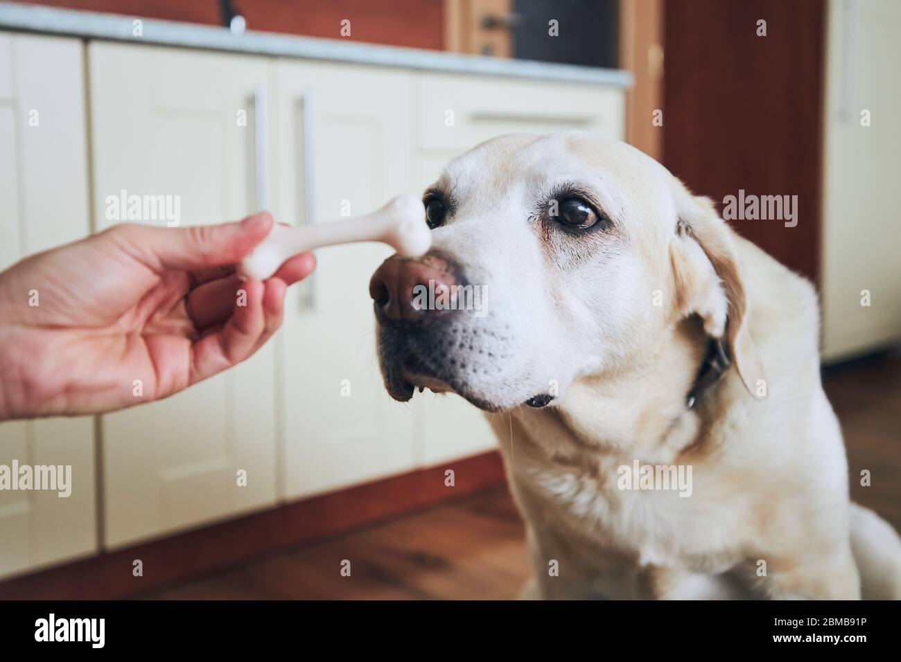 Dog concentrates on the bone. Pet owner feeding his labrador retriever in home kitchen. Stock Photo