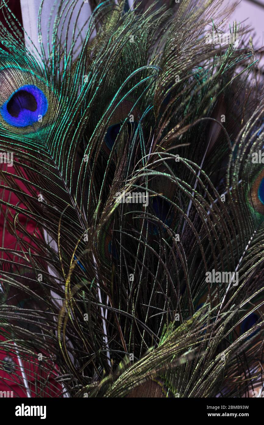 feathers for sale