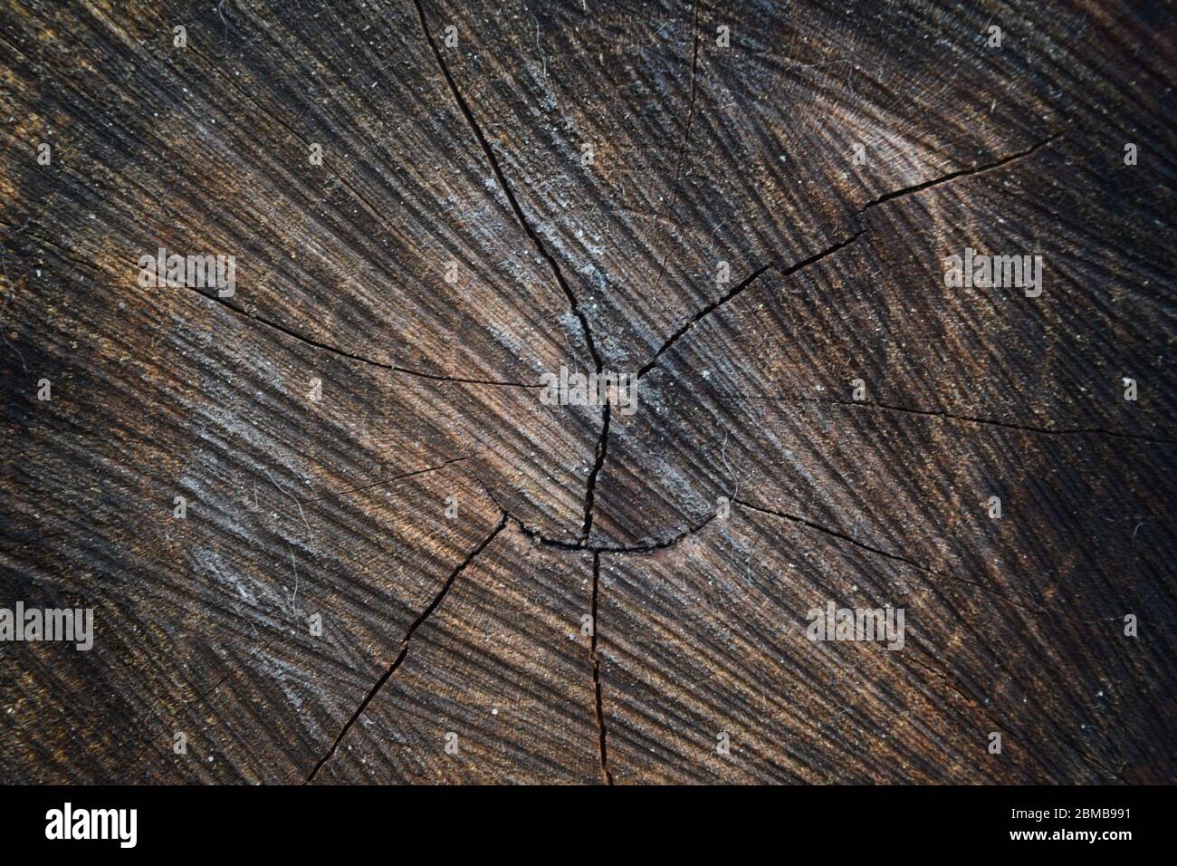 Bark Disc Texture Of Bark Wood Use As Natural Background For Your Desktop Stock ...